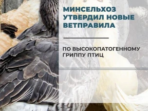 С 1 сентября 2021 года для птицеводческих хозяйств и птицефабрик начнут действовать новые ветеринарные правила по борьбе с высокопатогенным гриппом птиц (ВГП), они утверждены приказом Минсельхоза № 158.