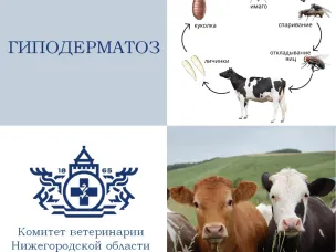 Гиподерматоз