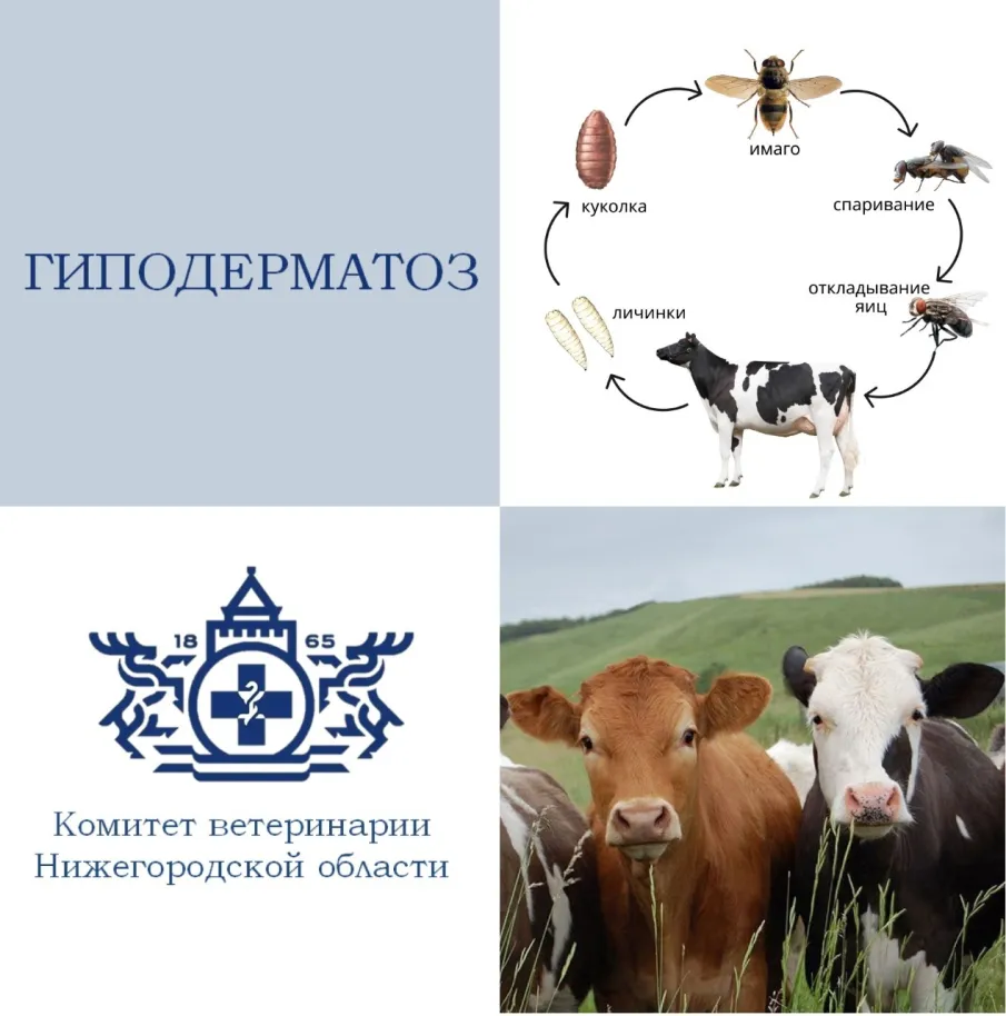 Гиподерматоз