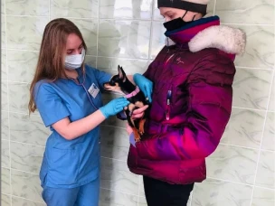 В государственном ветеринарном кабинете Автозаводского района города Н.Новгорода, расположенного на ул. Веденяпина, д.8,  принят 100-ый клиент!