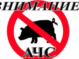 Новые случаи африканской чумы свиней (АЧС) были зарегистрированы в Воскресенском округе Нижегородской области