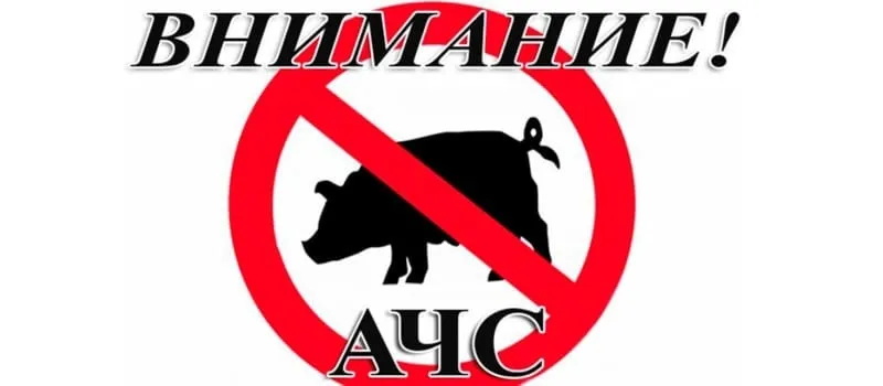 Новые случаи африканской чумы свиней (АЧС) были зарегистрированы в Воскресенском округе Нижегородской области
