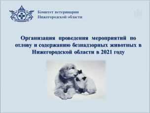 Численность животных без владельцев сократилась на 76% в Нижегородской области за минувшие шесть лет.