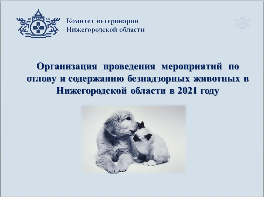 Численность животных без владельцев сократилась на 76% в Нижегородской области за минувшие шесть лет.