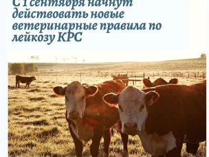 В России новые ветеринарные правила по борьбе с лейкозом крупного рогатого скота (КРС) вступят в силу с 1 сентября 2021 года и будут действовать до 1 сентября 2027 года, передает газета «Ветеринария и жизнь».