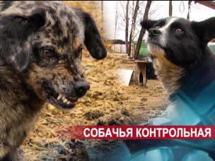 Нижний Новгород является лидером в стране по организации гуманного отношения к животным