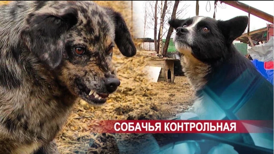 Нижний Новгород является лидером в стране по организации гуманного отношения к животным