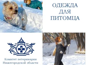 ОДЕВАТЬ ИЛИ НЕ ОДЕВАТЬ своего четвероногого друга?