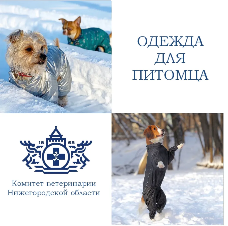 ОДЕВАТЬ ИЛИ НЕ ОДЕВАТЬ своего четвероногого друга?