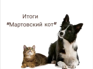 1060 животных собак и кошек приняли участие в льготной акции стерилизация домашних животных.