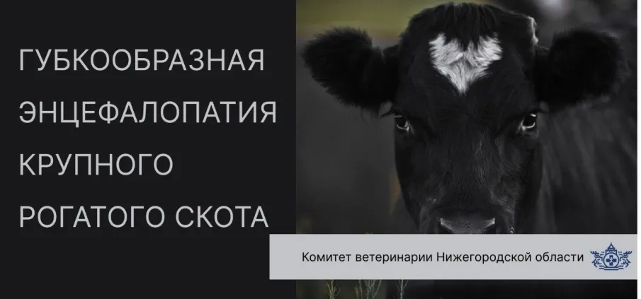 ПАМЯТКА ДЛЯ НАСЕЛЕНИЯ ПО ГУБКООБРАЗНОЙ ЭНЦЕФАЛОПАТИИ КРУПНОГО РОГАТОГО СКОТА