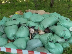 На территории Кстовского района государственная ветеринарная служба совместно с органами местного самоуправления провели сбор и утилизацию несанкционированной свалки биологических отходов