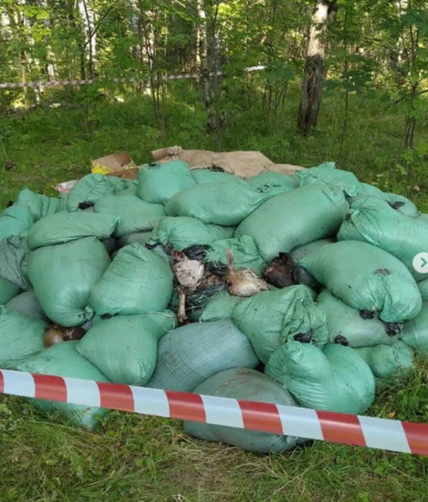 На территории Кстовского района государственная ветеринарная служба совместно с органами местного самоуправления провели сбор и утилизацию несанкционированной свалки биологических отходов