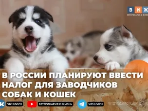 Заводчиков хотят обязать проходить регистрацию, вакцинировать продаваемых домашних животных, а также платить с этой деятельности налоги. Соответствующие поправки к закону «Об ответственном обращении с животными» подготовлены к внесению в Госдуму, сообщают «Известия».