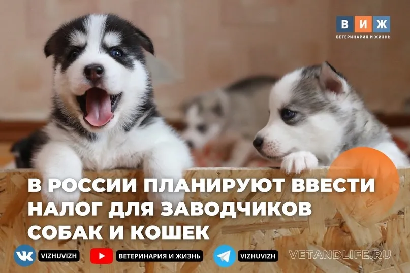 Заводчиков хотят обязать проходить регистрацию, вакцинировать продаваемых домашних животных, а также платить с этой деятельности налоги. Соответствующие поправки к закону «Об ответственном обращении с животными» подготовлены к внесению в Госдуму, сообщают «Известия».