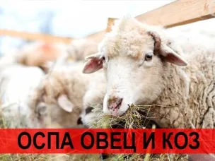 Оспа овец и коз