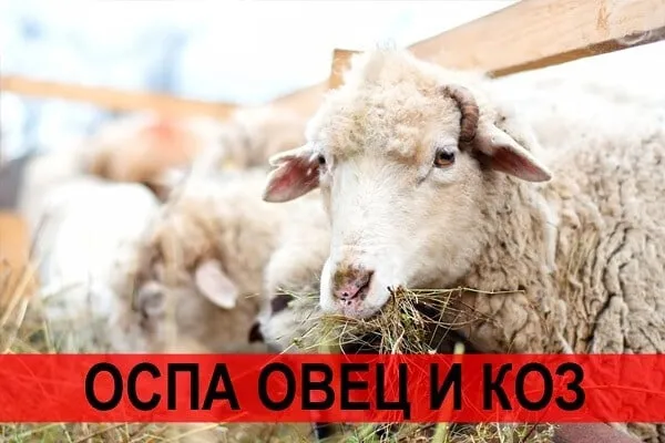 Оспа овец и коз