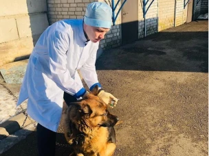 В Нижнем Новгороде продолжаются выездные бесплатные вакцинации животных от бешенства