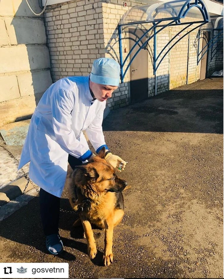 В Нижнем Новгороде продолжаются выездные бесплатные вакцинации животных от бешенства