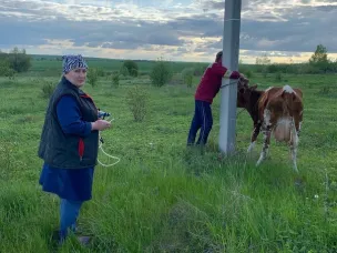 Более 100 тысяч сельскохозяйственных животных привито против сибирской язвы с начала текущего года