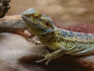 Ящерица агама по кличке Клёпа стала пациентом госветклиники.