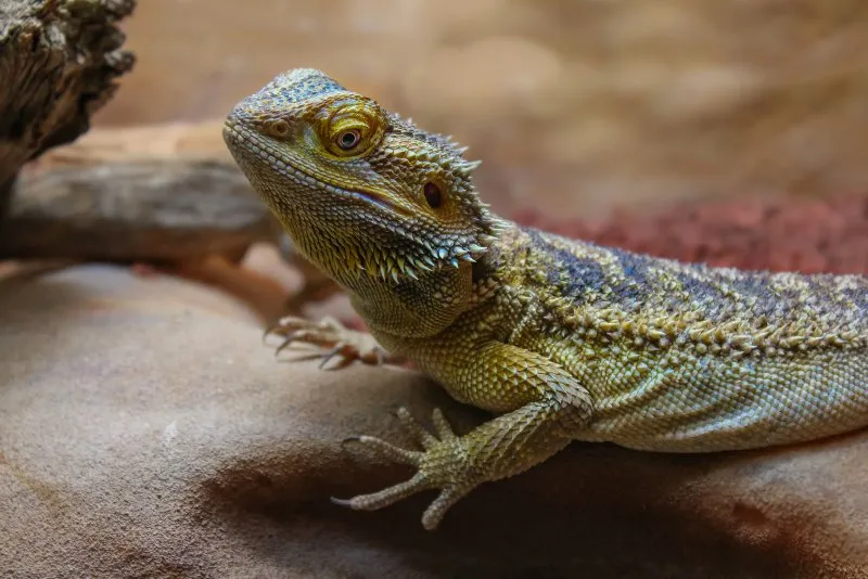 Ящерица агама по кличке Клёпа стала пациентом госветклиники.